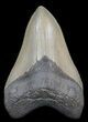 Serrated, Tan, Megalodon Tooth - Georgia #40614-1